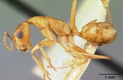 Camponotus maculatus - CASENT0101426