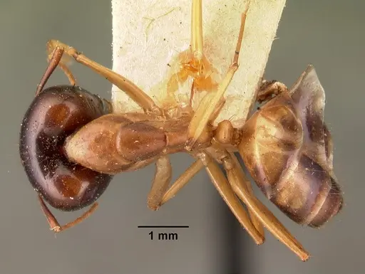 Camponotus maculatus - CASENT0101427