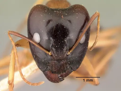Camponotus maculatus - CASENT0101427