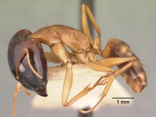 Camponotus maculatus - CASENT0101427