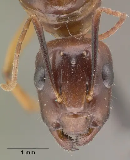 Camponotus maculatus - CASENT0101428