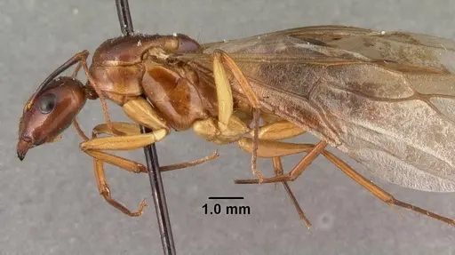 Camponotus maculatus - CASENT0101428