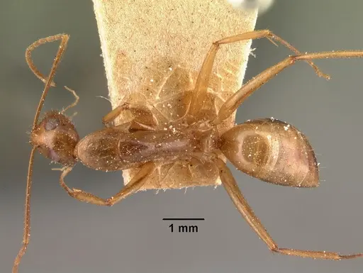 Camponotus maculatus - CASENT0101429