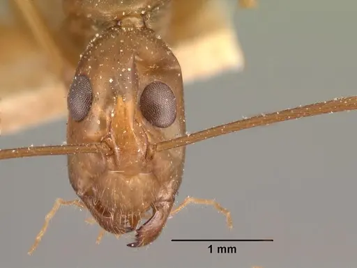 Camponotus maculatus - CASENT0101429