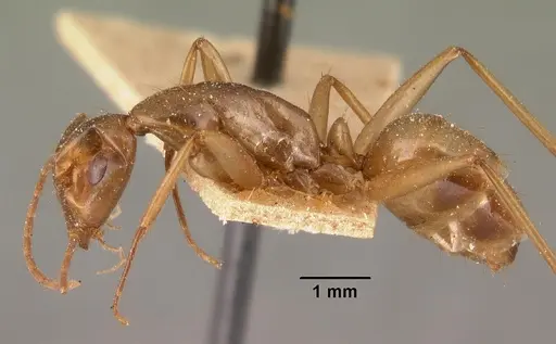 Camponotus maculatus - CASENT0101429