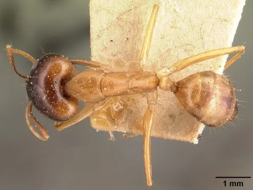 Camponotus maculatus - CASENT0101432