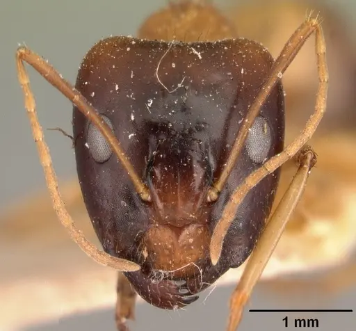 Camponotus maculatus - CASENT0101432
