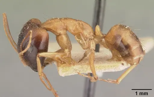 Camponotus maculatus - CASENT0101432