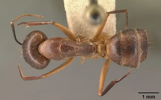 Camponotus maculatus - CASENT0101908