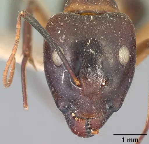 Camponotus maculatus - CASENT0101908