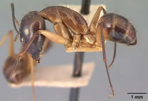 Camponotus maculatus - CASENT0101908
