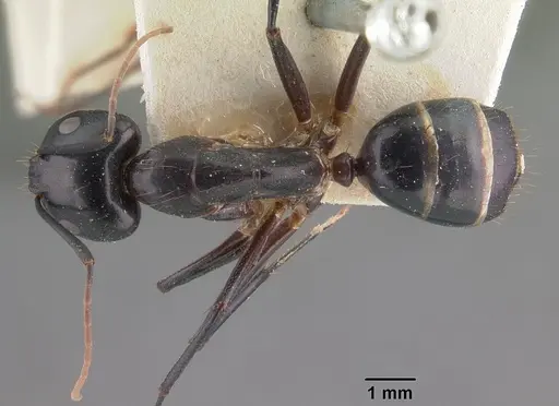 Camponotus maculatus - CASENT0101929