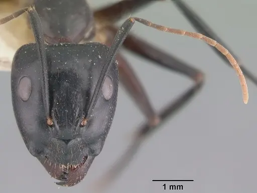 Camponotus maculatus - CASENT0101929
