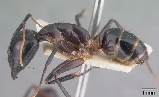 Camponotus maculatus - CASENT0101929