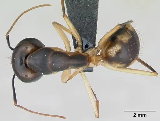 Camponotus maculatus - CASENT0103332