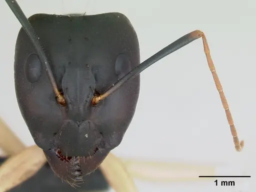 Camponotus maculatus - CASENT0103332