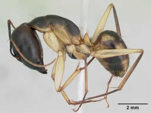 Camponotus maculatus - CASENT0103332