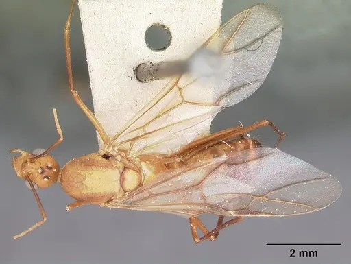 Camponotus maculatus - CASENT0104637