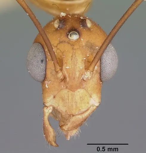 Camponotus maculatus - CASENT0104637