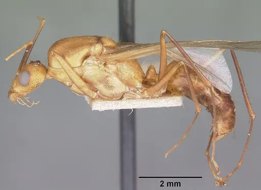 Camponotus maculatus - CASENT0104637