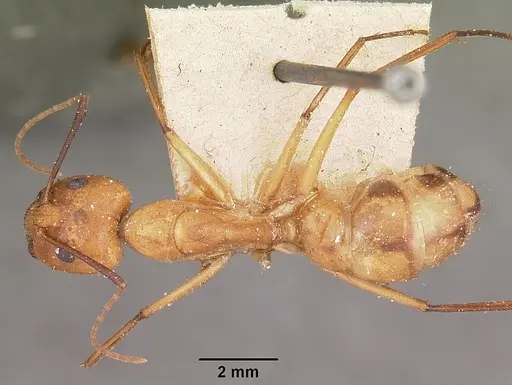 Camponotus maculatus - CASENT0104638