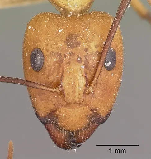 Camponotus maculatus - CASENT0104638