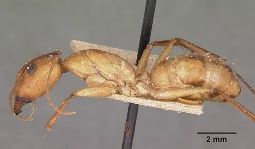 Camponotus maculatus - CASENT0104638