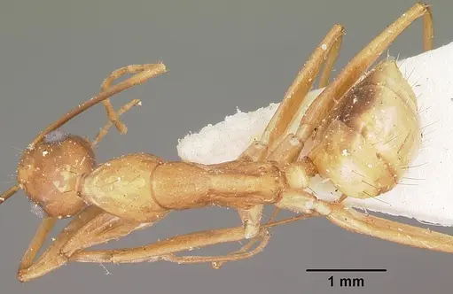 Camponotus maculatus - CASENT0104639