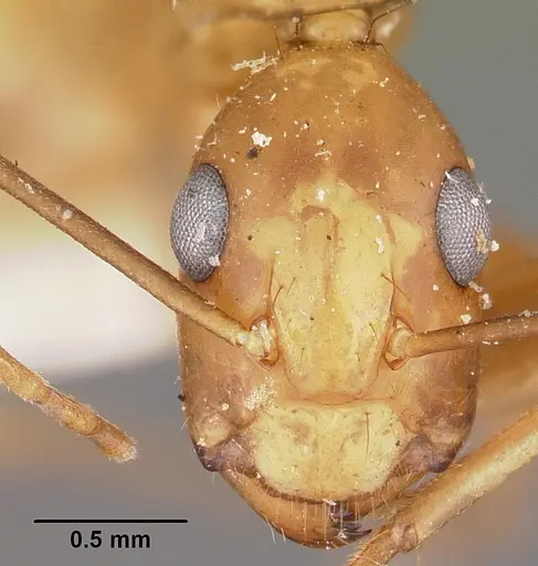 Camponotus maculatus - CASENT0104639