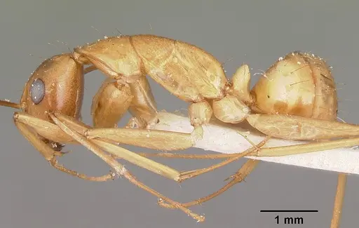 Camponotus maculatus - CASENT0104639