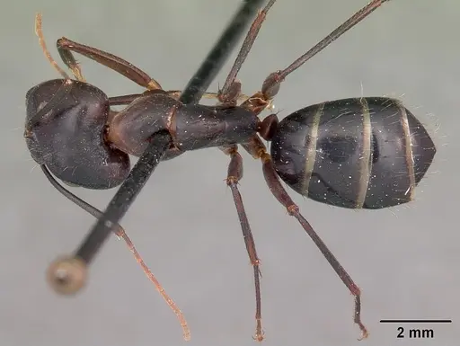 Camponotus maculatus - CASENT0104640
