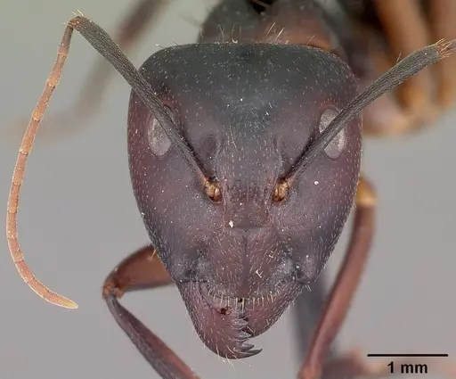 Camponotus maculatus - CASENT0104640