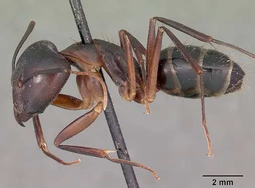 Camponotus maculatus - CASENT0104640