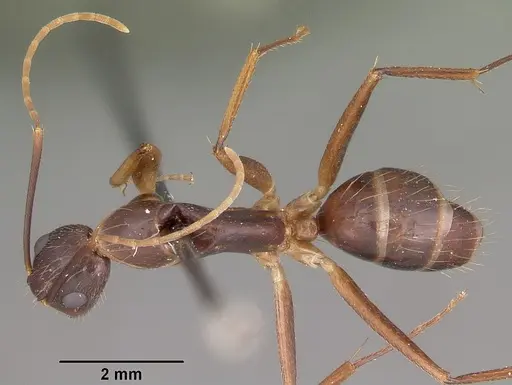 Camponotus maculatus - CASENT0104641