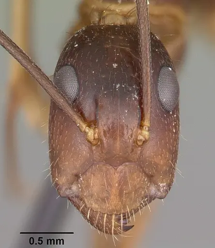 Camponotus maculatus - CASENT0104641