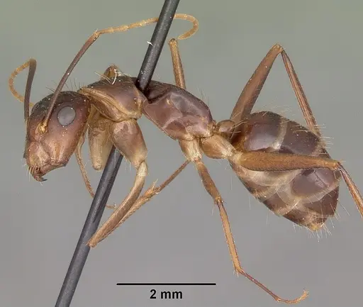 Camponotus maculatus - CASENT0104641