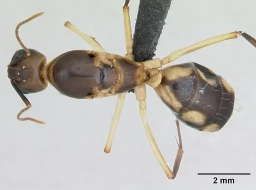 Camponotus maculatus - CASENT0125148