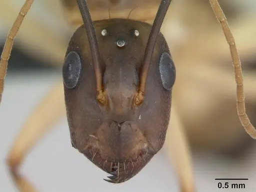 Camponotus maculatus - CASENT0125148