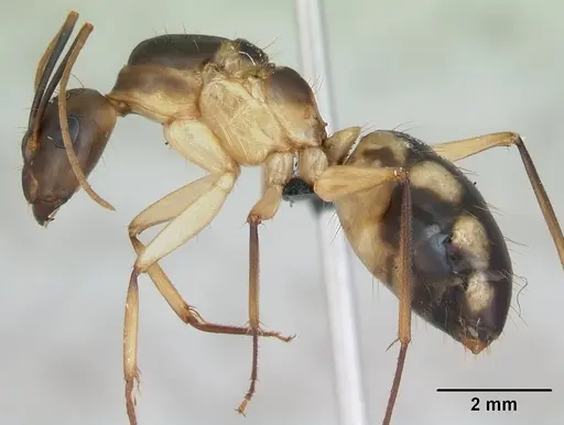 Camponotus maculatus - CASENT0125148