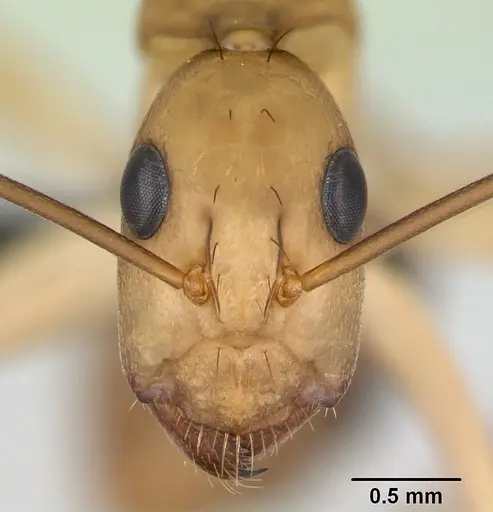 Camponotus maculatus - CASENT0135006