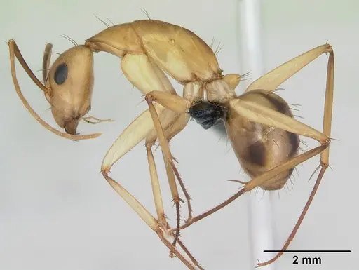 Camponotus maculatus - CASENT0135006