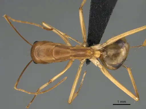 Camponotus maculatus - CASENT0135010