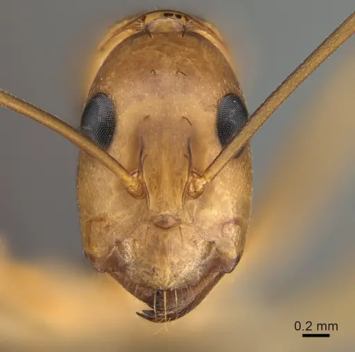 Camponotus maculatus - CASENT0135010