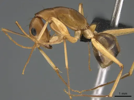 Camponotus maculatus - CASENT0135010