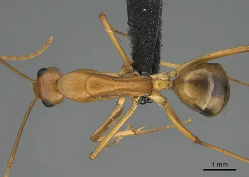 Camponotus maculatus - CASENT0135215