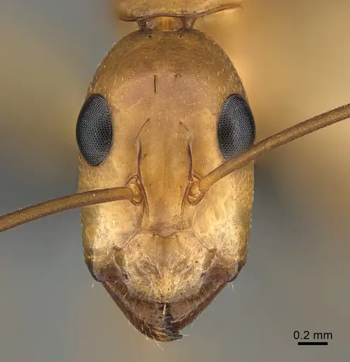 Camponotus maculatus - CASENT0135215