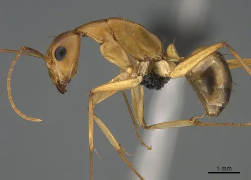 Camponotus maculatus - CASENT0135215