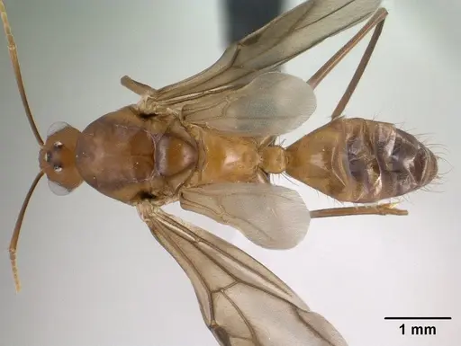 Camponotus maculatus - CASENT0144621