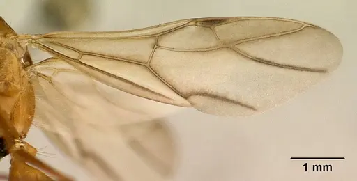 Camponotus maculatus - CASENT0144621