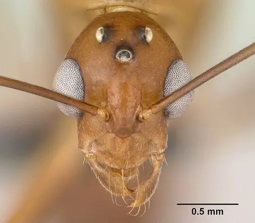 Camponotus maculatus - CASENT0144621